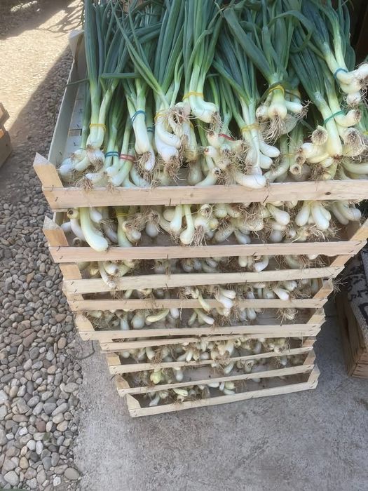 Ceapa verde la legatura/hectar