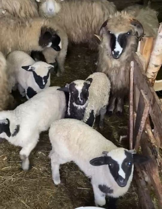 Berbecut brez de anul acesta / oi / miei / berbec schimb cu cereale