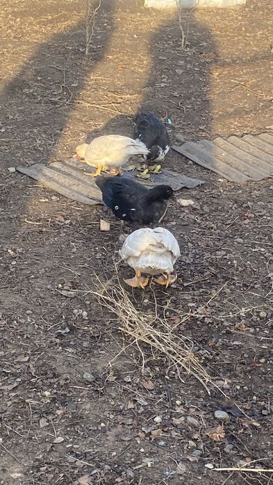 Индоутка сатамын