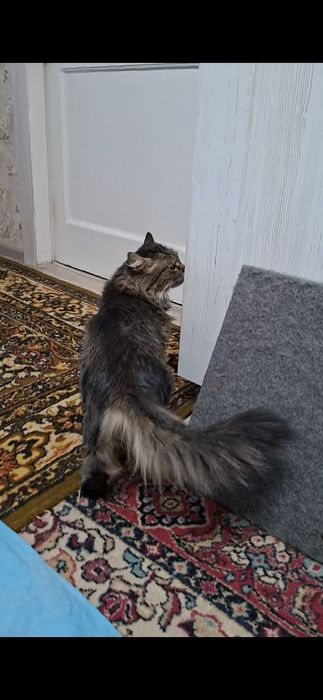 Сибирская кошечка Багира в добрые руки!
