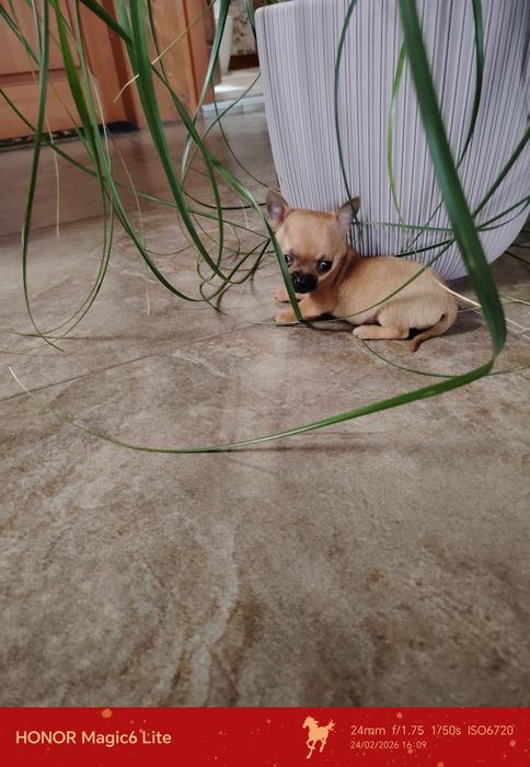 Чаровни мини чихуахуа