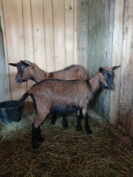 Capre alpina franceza