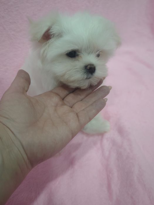 Продам щенков мальтезе