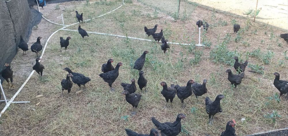 Gigant qora shahzoda sotiladi 12 oyli