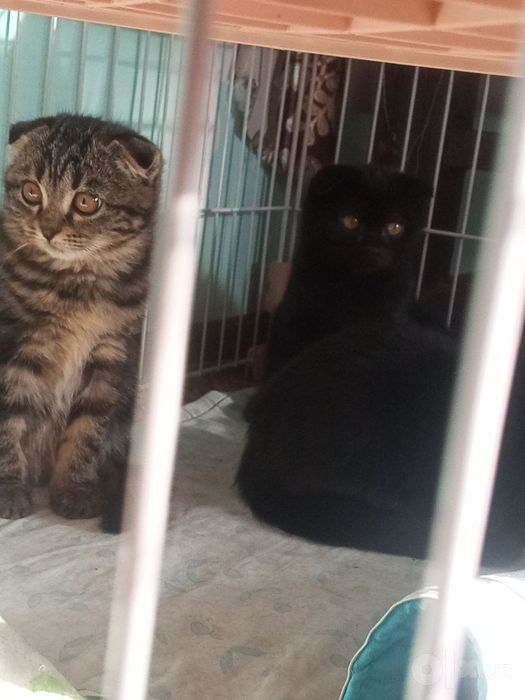 Породистые котята