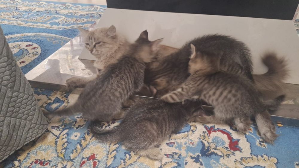 Кошки 4 шт цвета серый