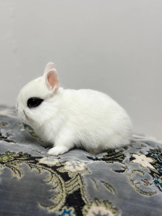 Кролики породы "хотот"