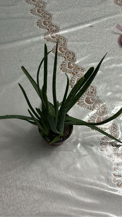 Алое вера лечебный цаеток продам