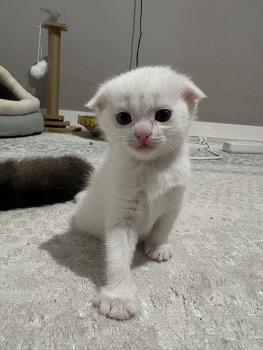 белая шиншилла, вислоухий мальчик