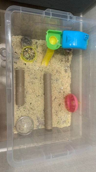 Продам хомяка (джунгарский)