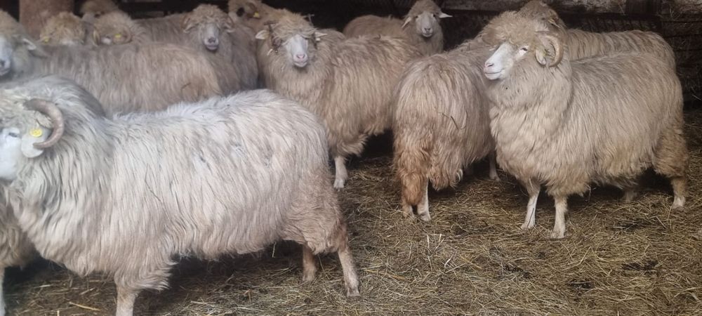 40 de oi bâle cu origine