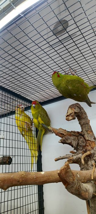 Папугай какарик.