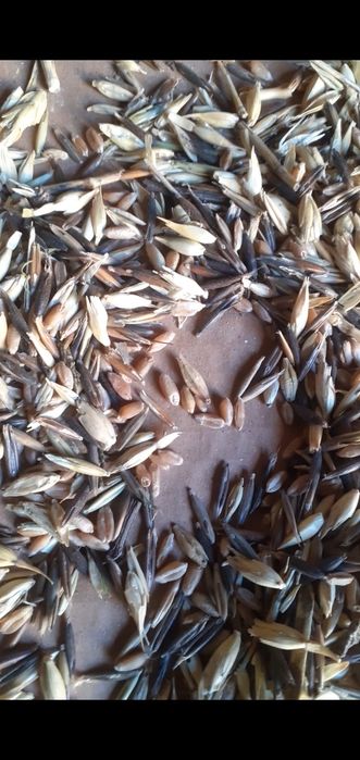 ОТХОДЫ ОТХОДЫ гороховый ячменные