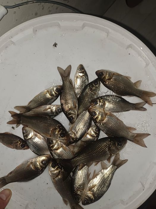 Продам живцов по 100 тенге всего есть 100 штук