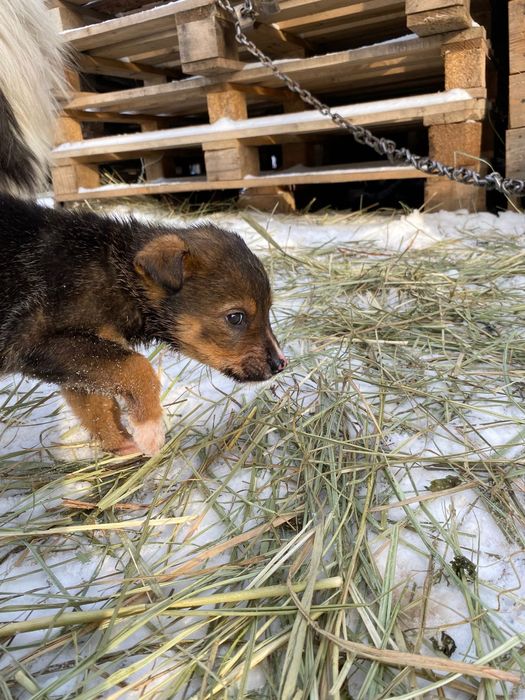 Продам здоровых щенков