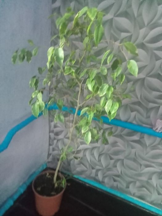 Домашние цветы  от 1000 до 15000