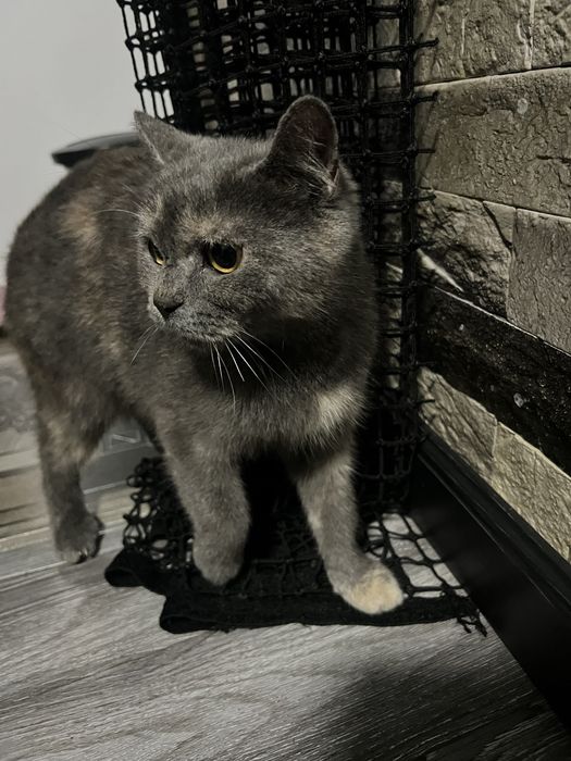 Британская кошка