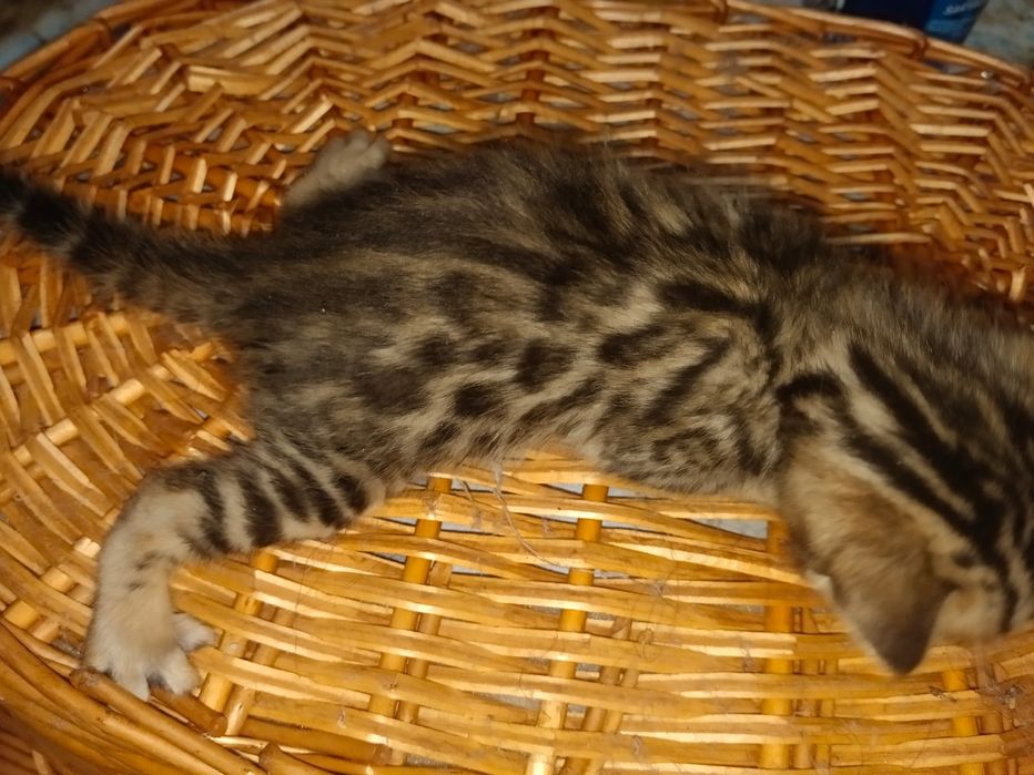Бенгальский котёнок мальчик