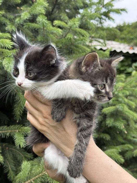 Отдам котят в хорошие руки