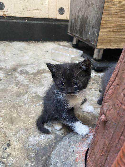 котята скотиш страйт