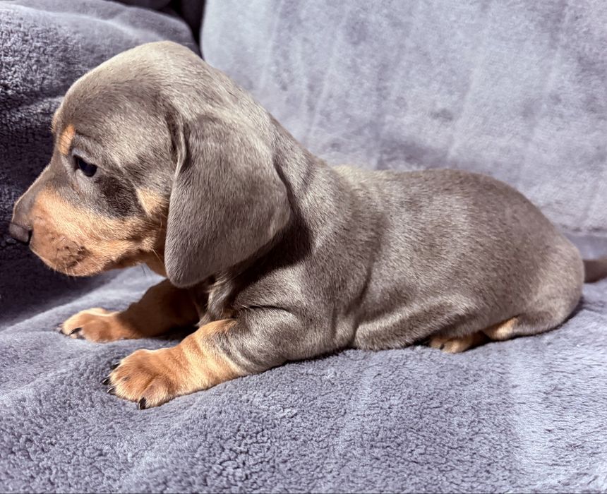 Teckel arlechin blue