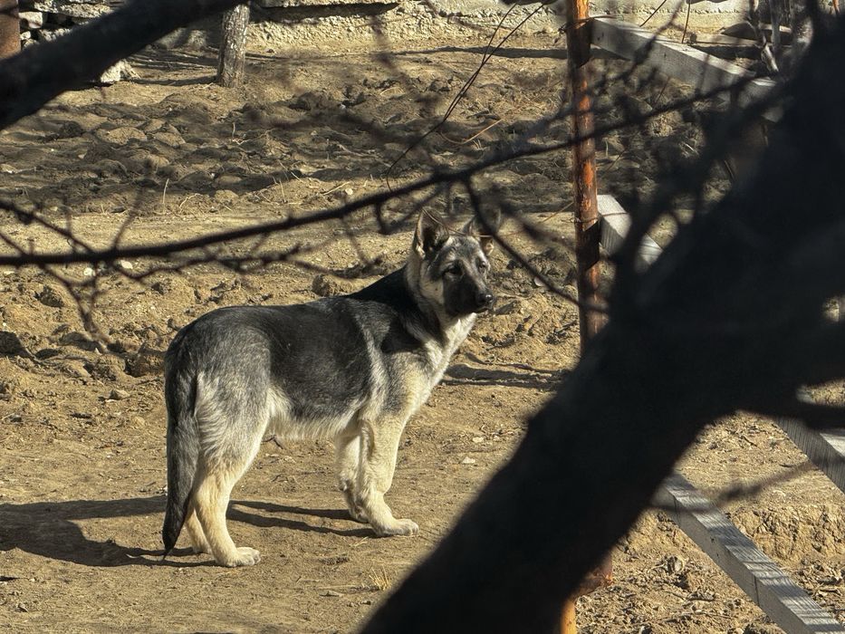 Щенки Восточной европеецкой овчарки .