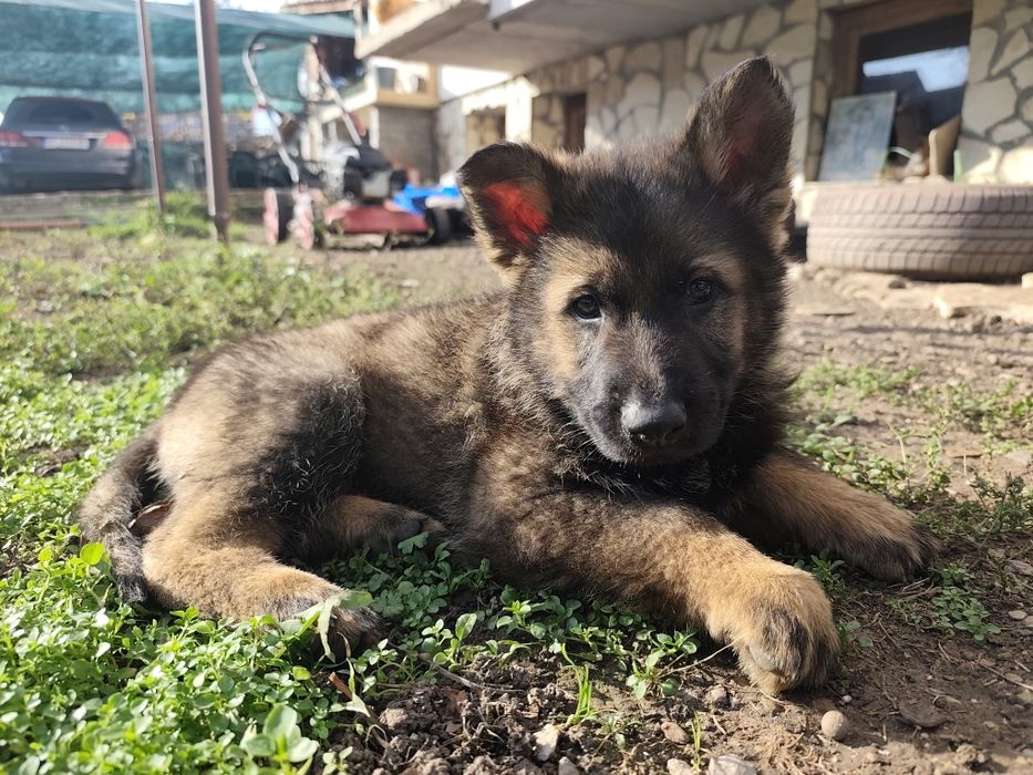 Немска овчарка - сивак