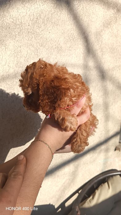 Пудел той(момичета)