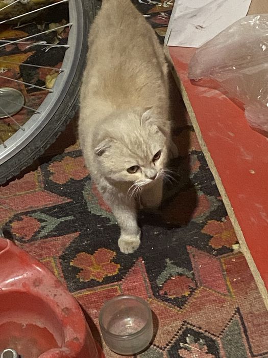 «Продаётся шотландская кошка.»