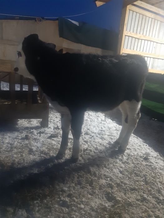 Продам теленка бычка