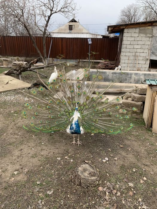 Продам павлинов звоните