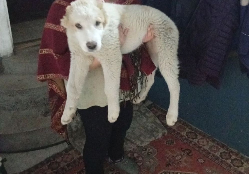 Продам щенков алабай САО