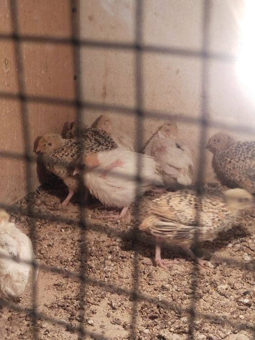 Продам перепелов Белый гигант и залатистый феникс