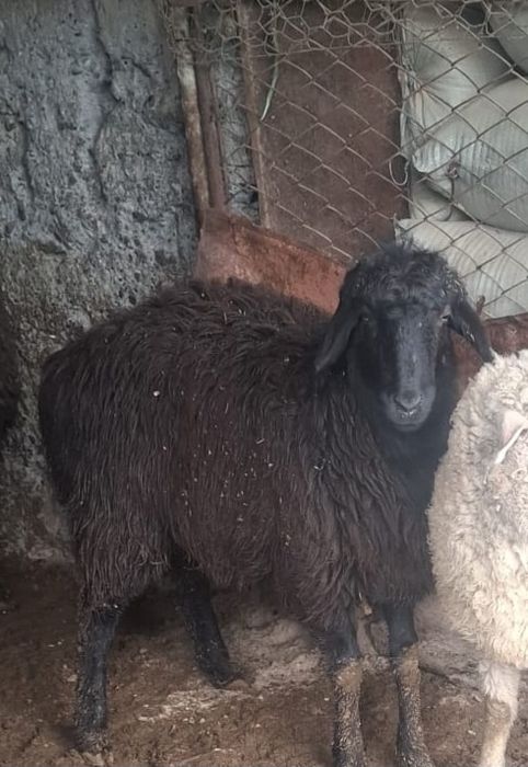 Продам баран девочки
