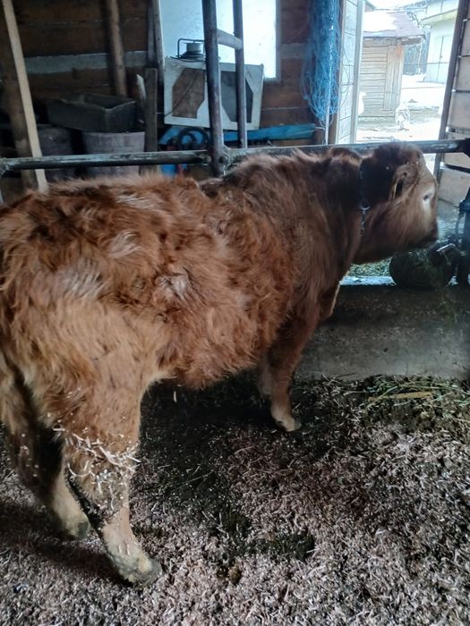 Vând vitel  de rasa