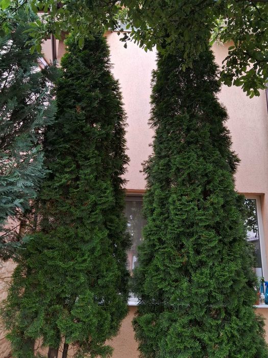 Brazi ornamentali, 5 buc Tuia columnari - 5 m si 2 buc Chiparosi albastri - 5 m