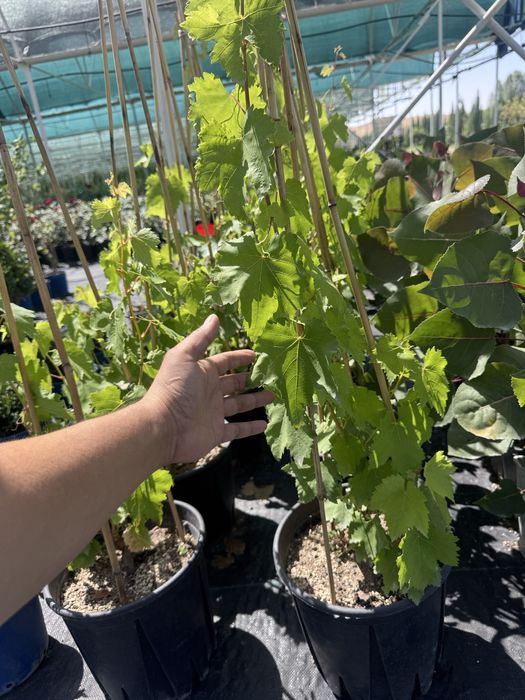 Аватар  виноград.