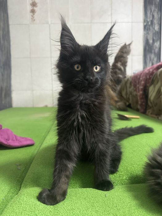 Котята мейнкуны девочка!