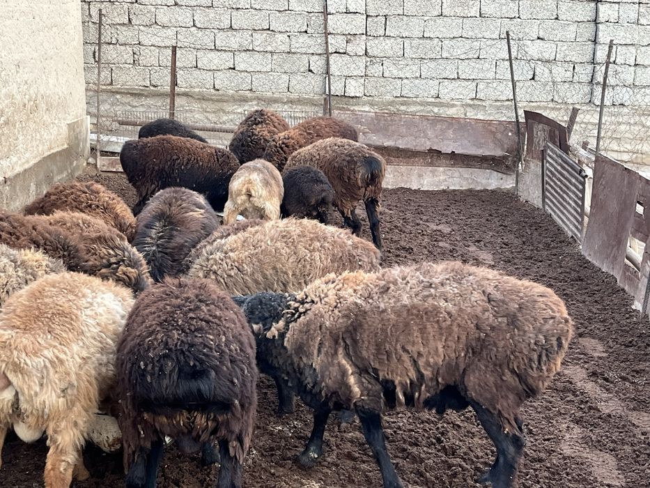 Семиз кошкарлар сатылады