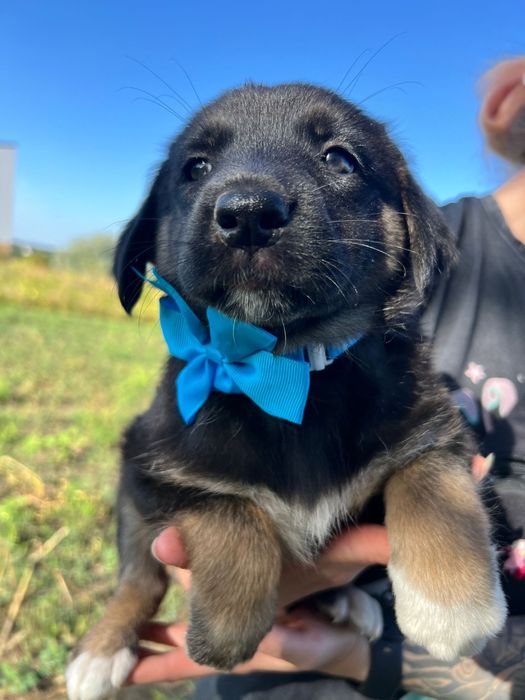 9 puiuți pentru adopție / 3 fete și 6 băieți