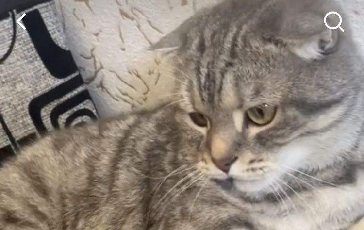 Отдам кота в добрые руки