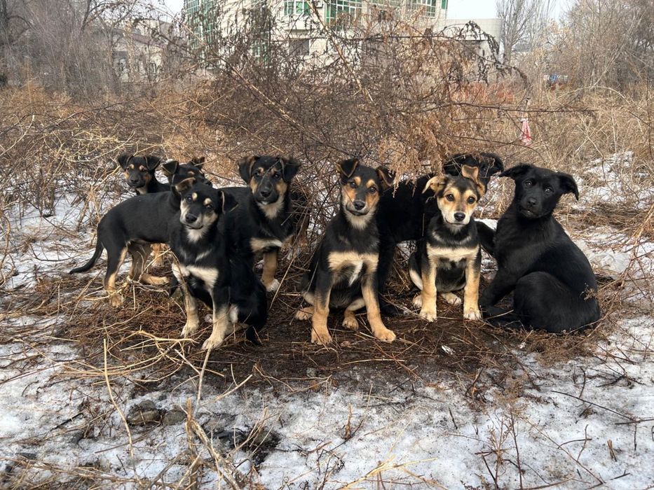 Отдам щенят в добрые руки