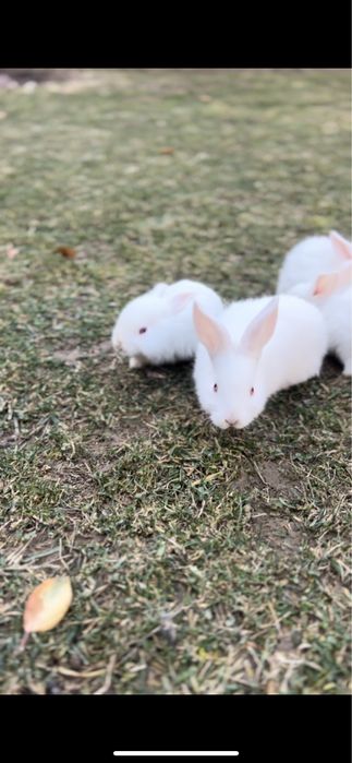 Quyonchala sotiladi soglaom yeb ichishlari zor