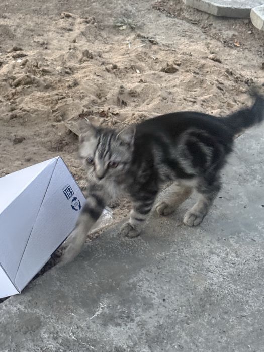 Отдам котенка в хорошие руки