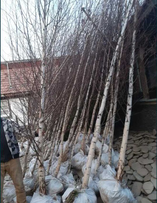 Mesteacan Alb Betula