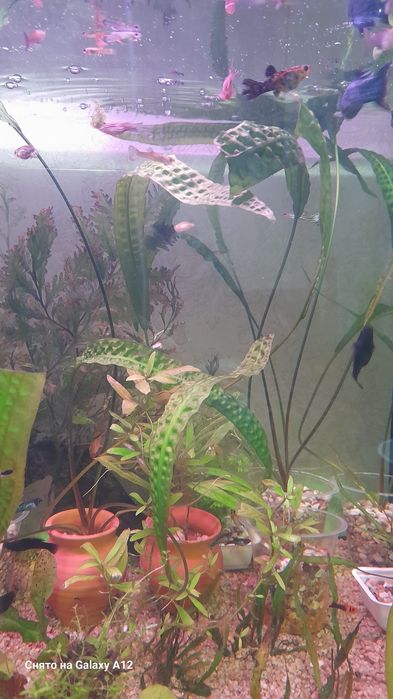 Аквариум отлари сотилади.