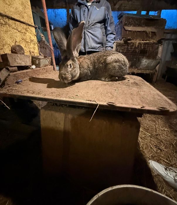 Mascul urias gri german