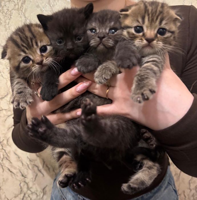 Забавные малыши фолды