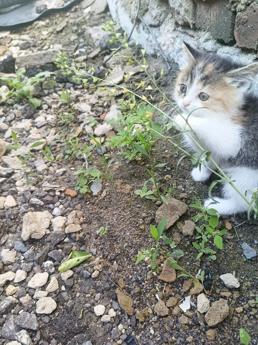 Милашка кошечка ищет дом