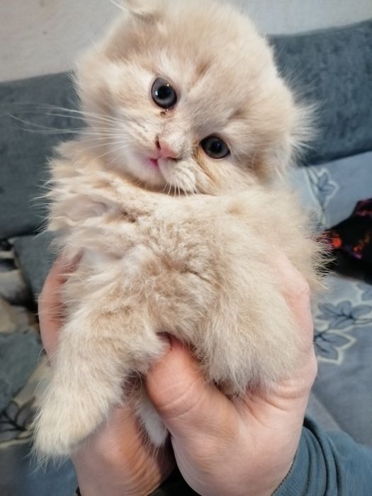 Продаются котята красавчики